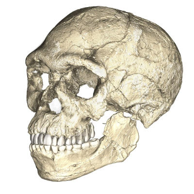 A composite reconstruction of the earliest known Homo sapiens fossils from Jebel Irhoud (Morocco). Dated to 300 thousand years ago these early Homo sapiens already have a modern-looking face that falls within the variation of humans living today. 